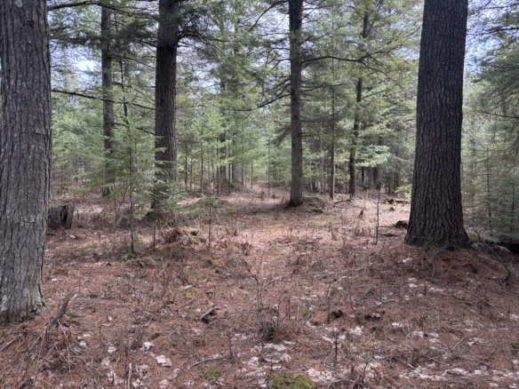 Chippewa County-280 Acres
