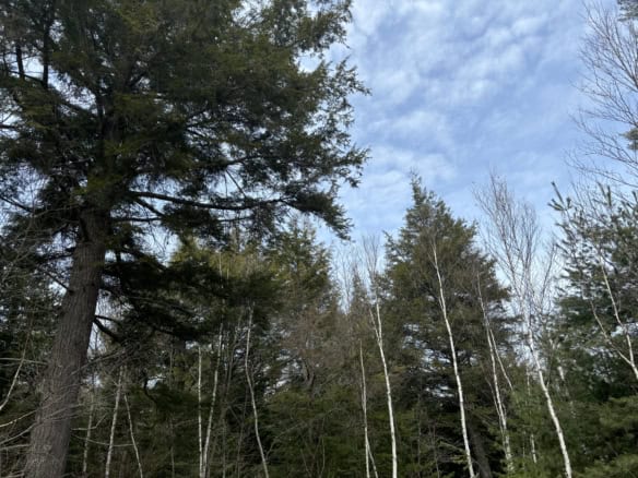 Chippewa County-280 Acres