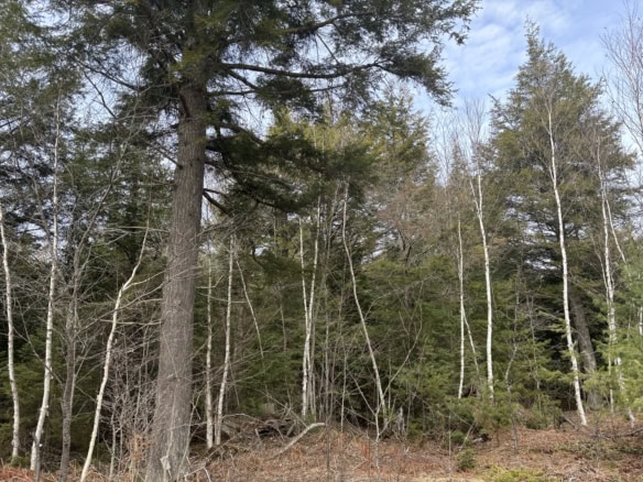 Chippewa County-280 Acres
