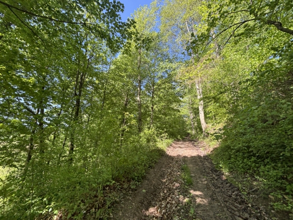TIMG_6985