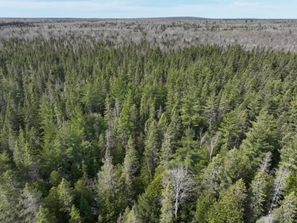 Chippewa County – 87 Acres