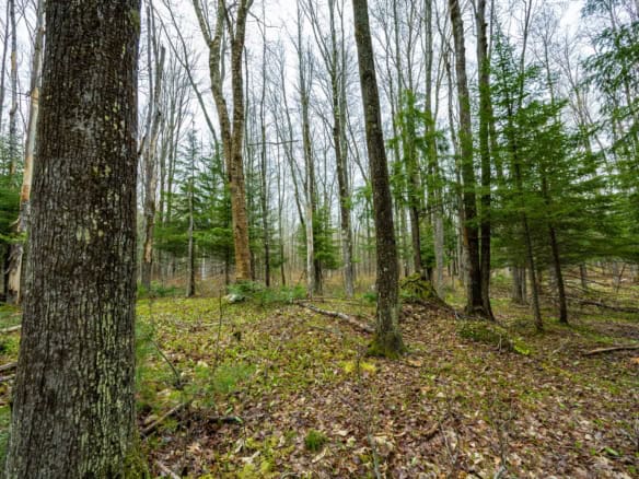 Houghton County – 5 Acres