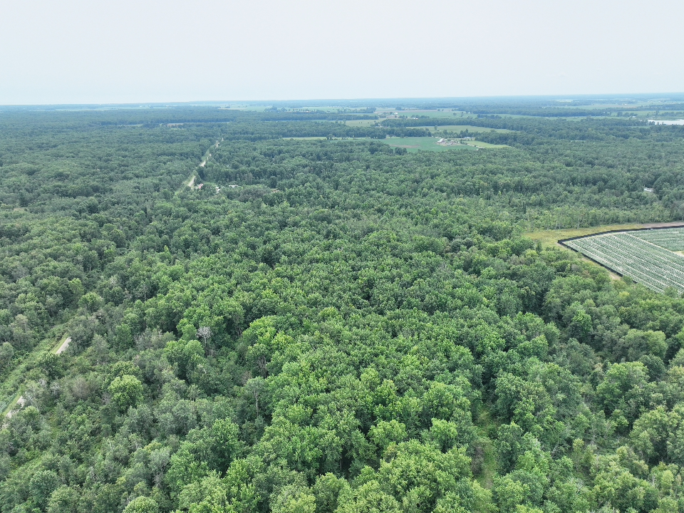 Iosco County – 40 Acres