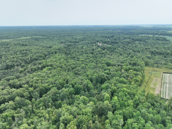 Iosco County – 40 Acres