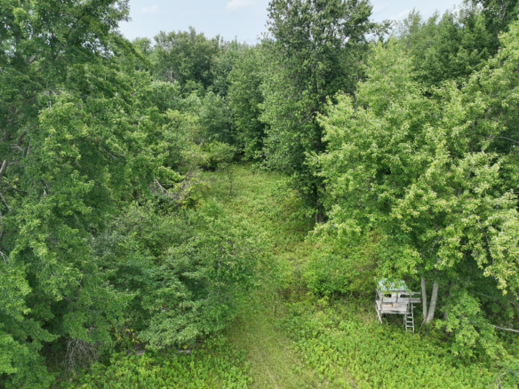 Iosco County – 40 Acres