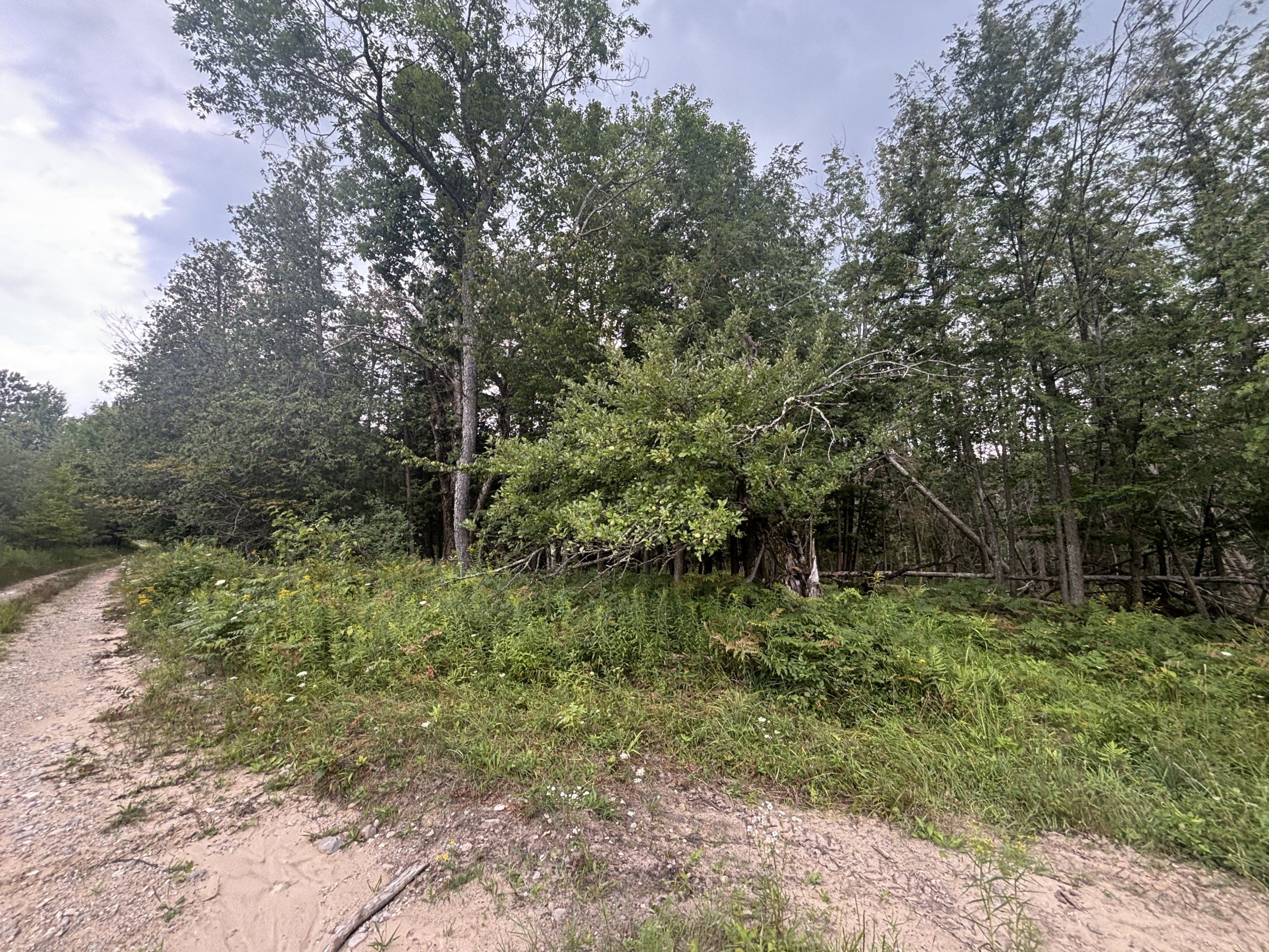 Antrim County – 40 Acres