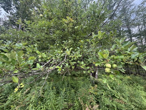Antrim County – 40 Acres