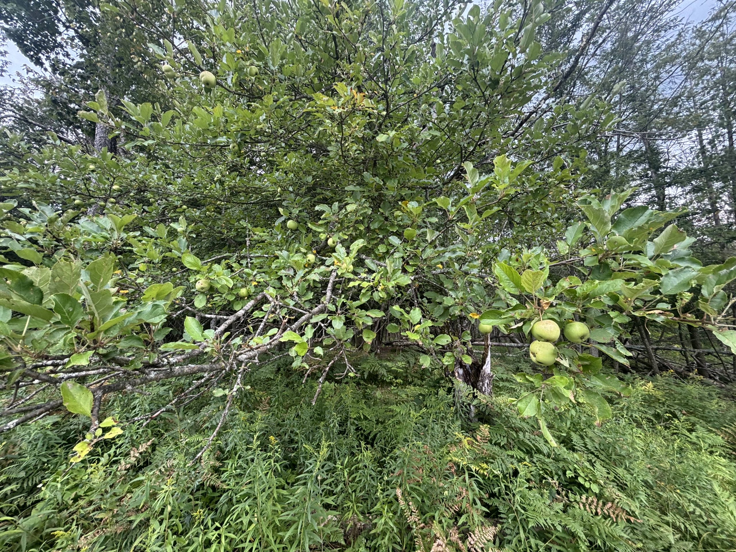 Antrim County – 40 Acres