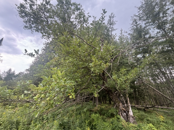 Antrim County – 40 Acres