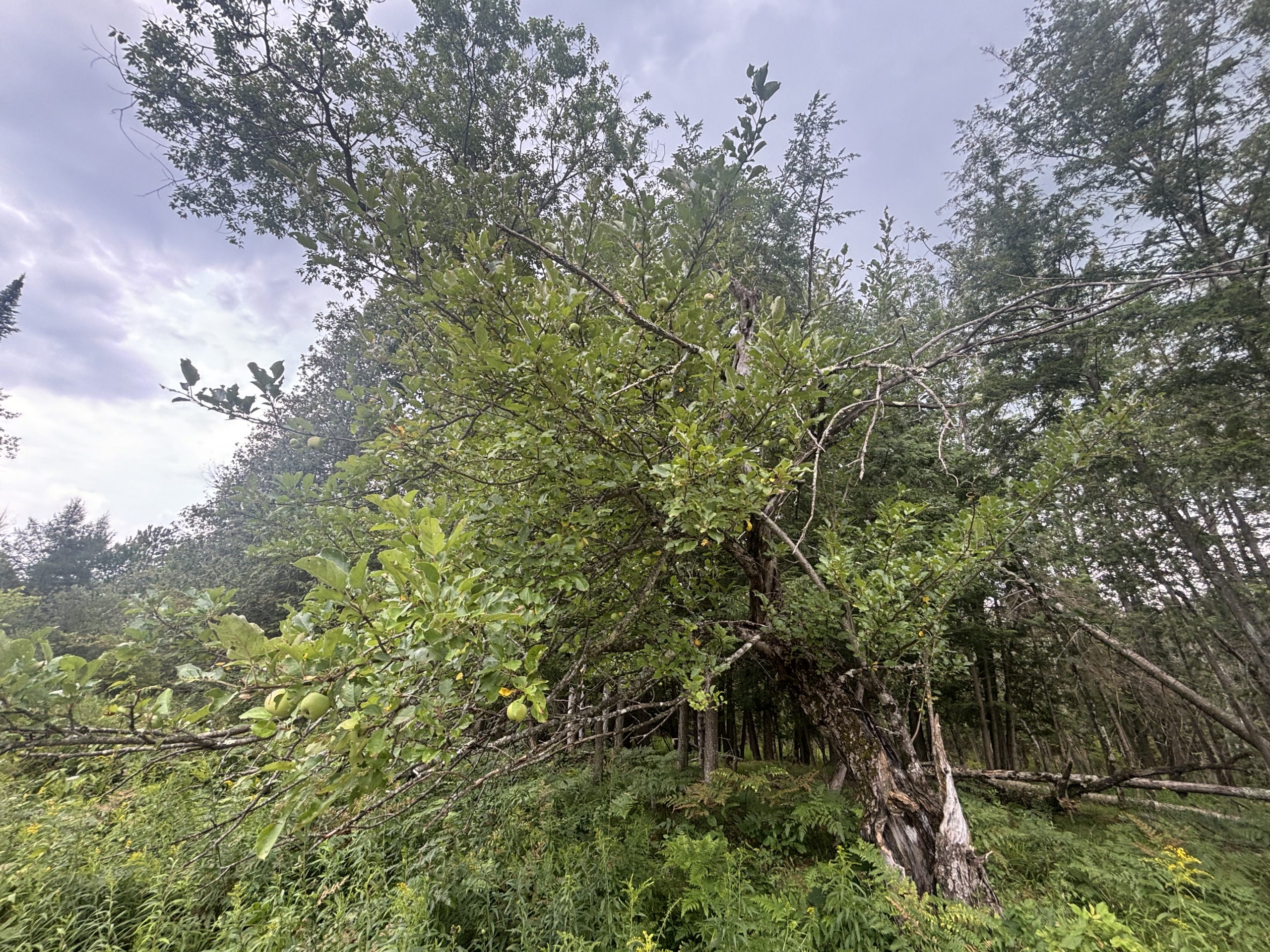 Antrim County – 40 Acres