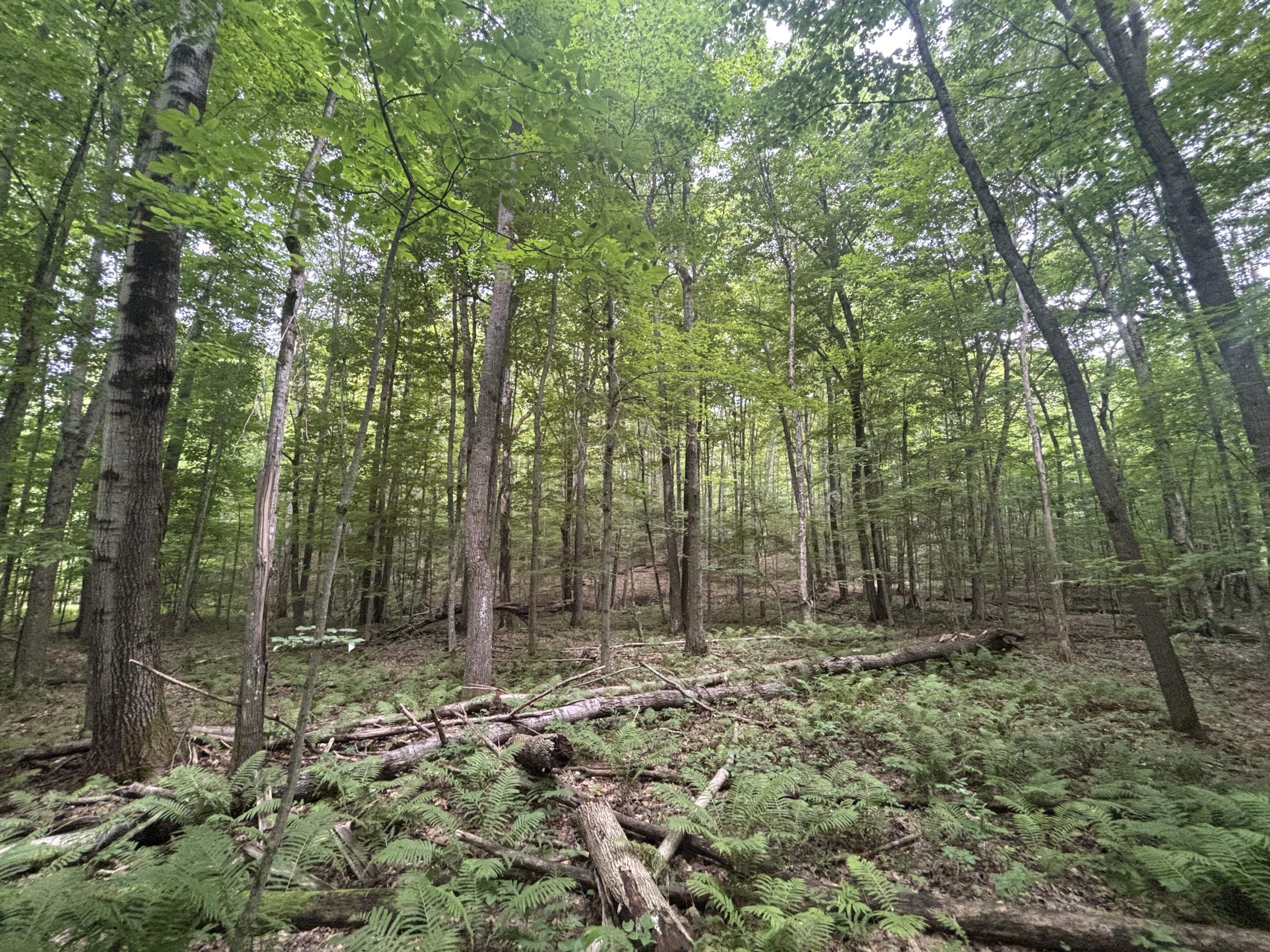 Antrim County – 40 Acres