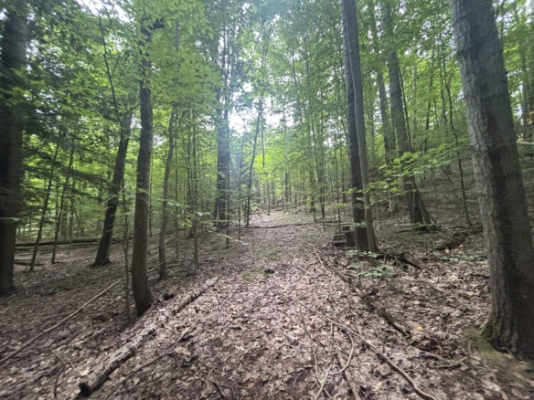 Antrim County – 40 Acres