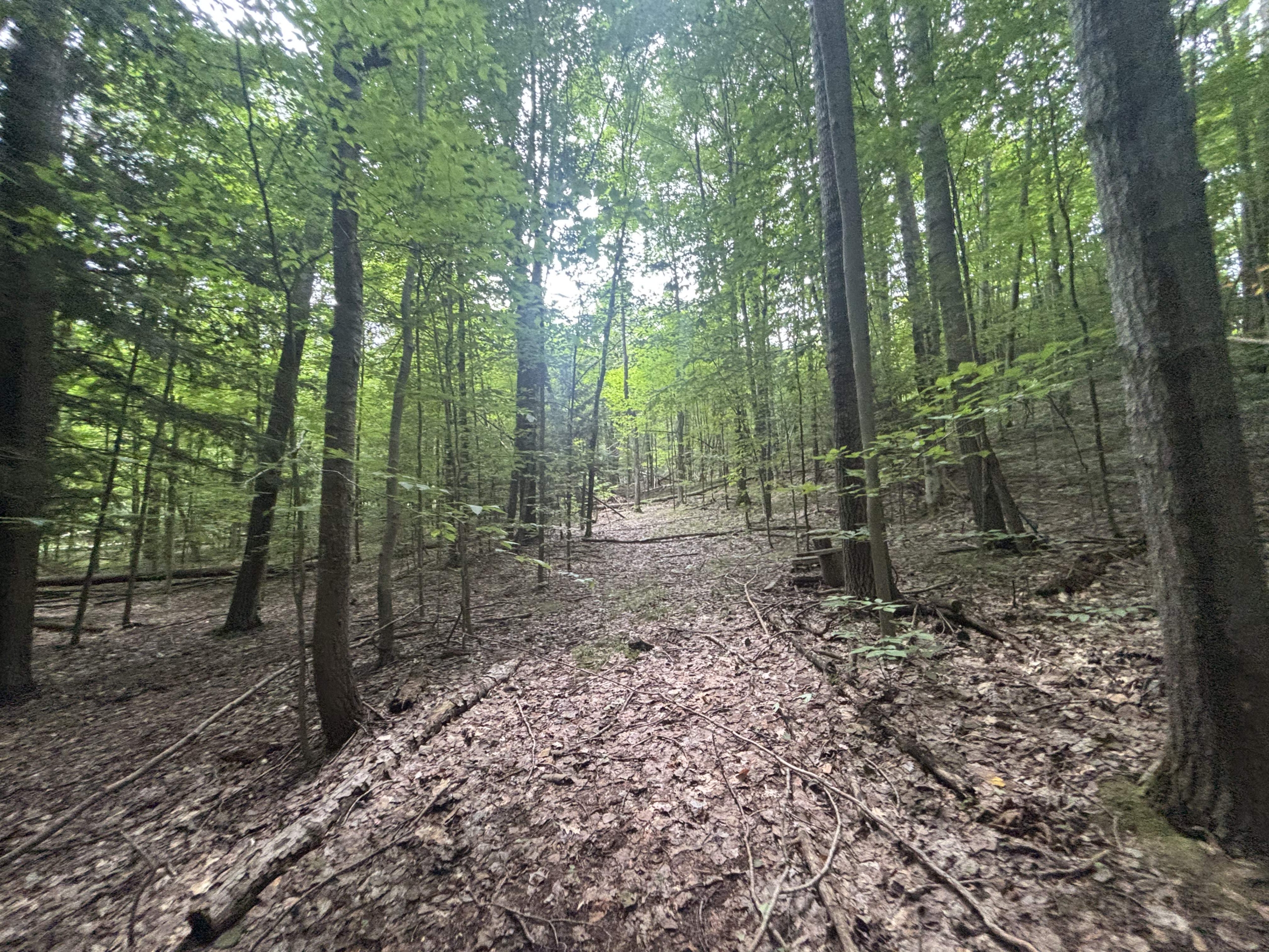 Antrim County – 40 Acres