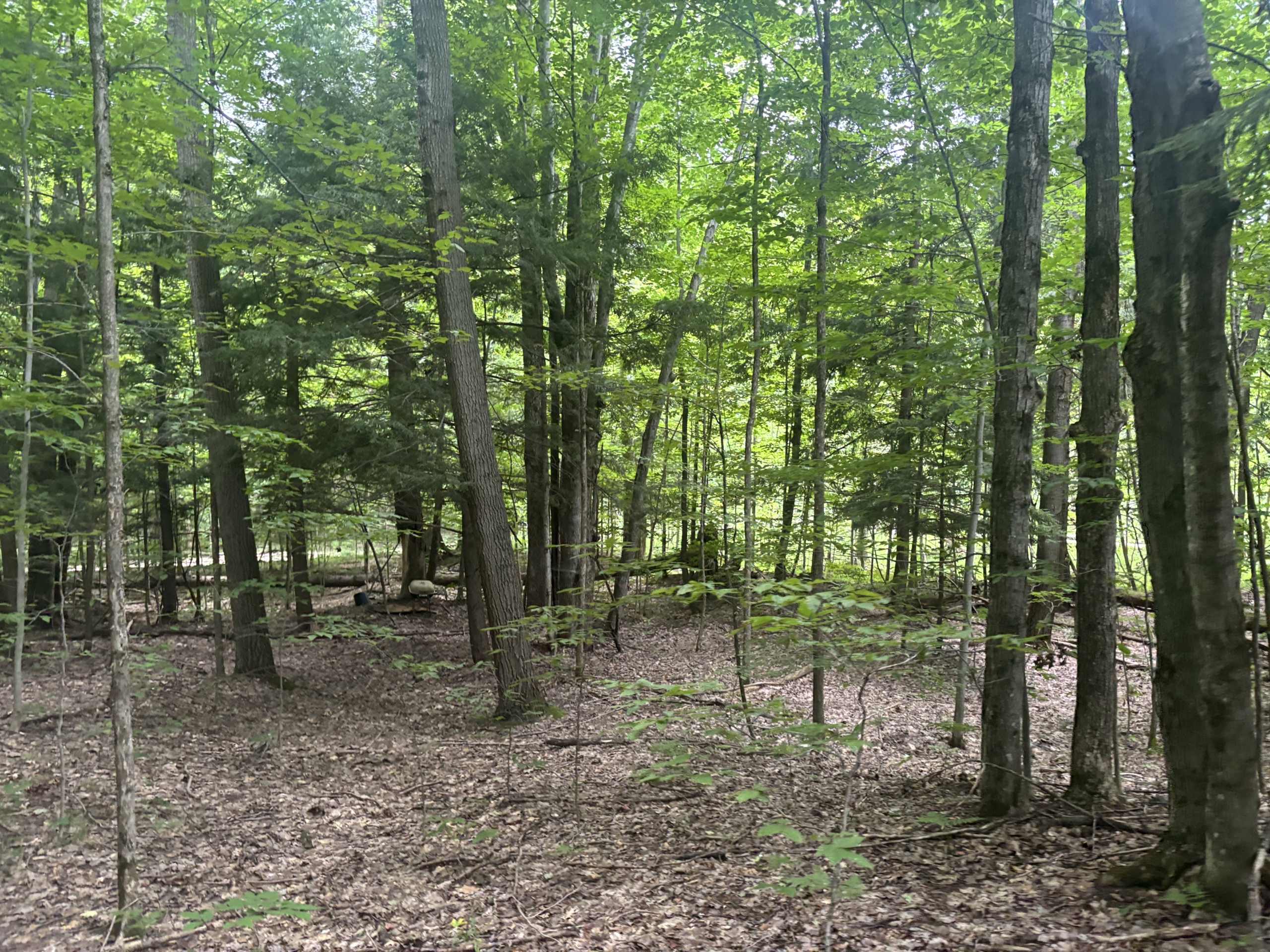 Antrim County – 40 Acres