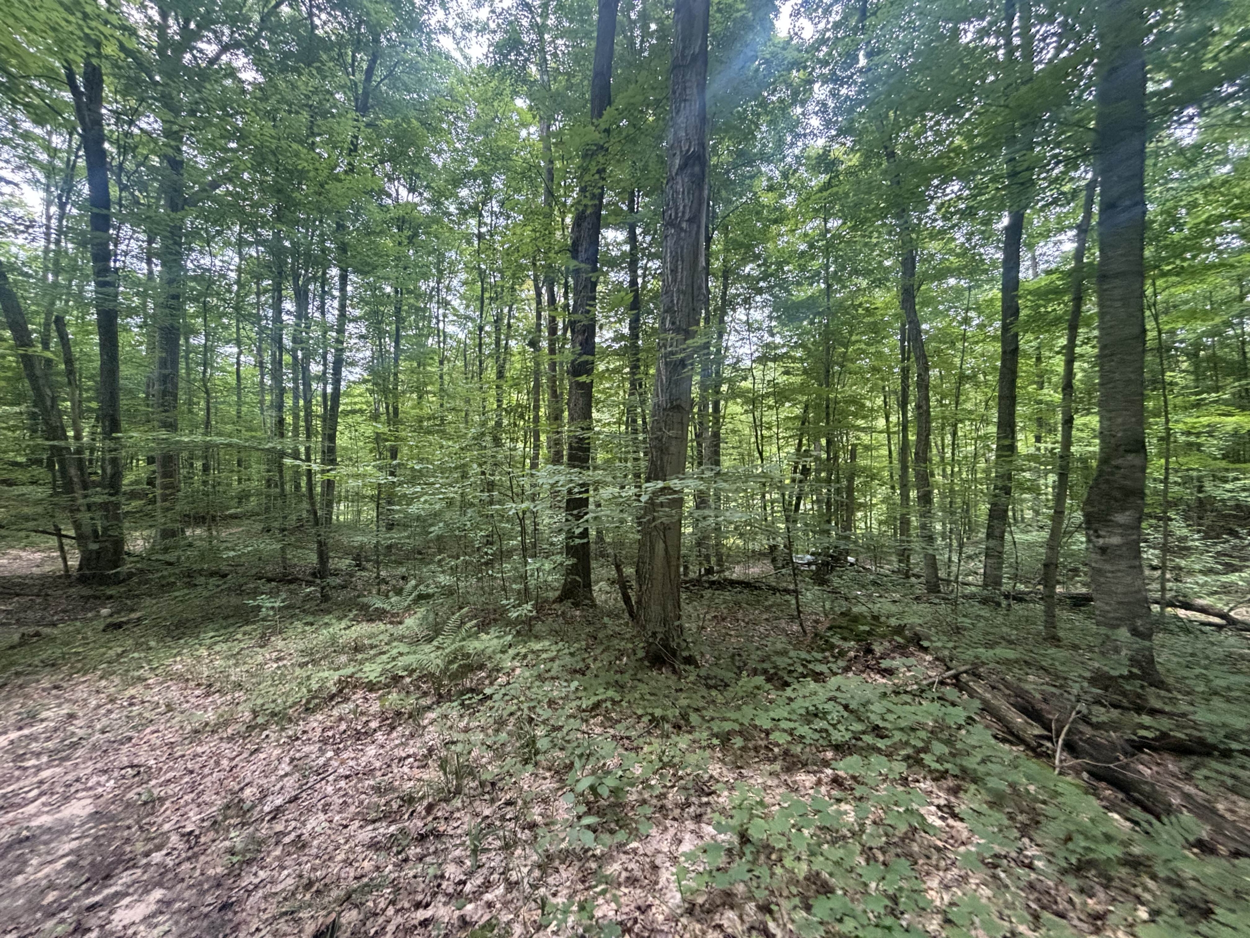 Antrim County – 40 Acres