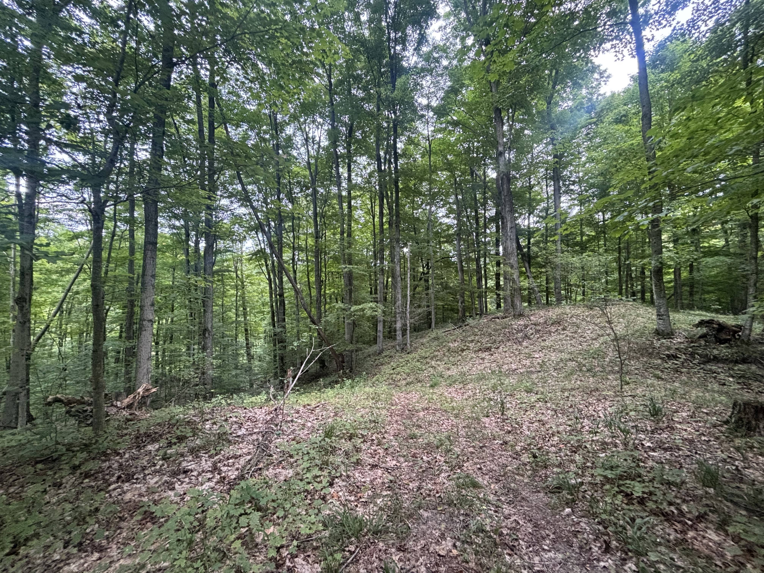 Antrim County – 40 Acres