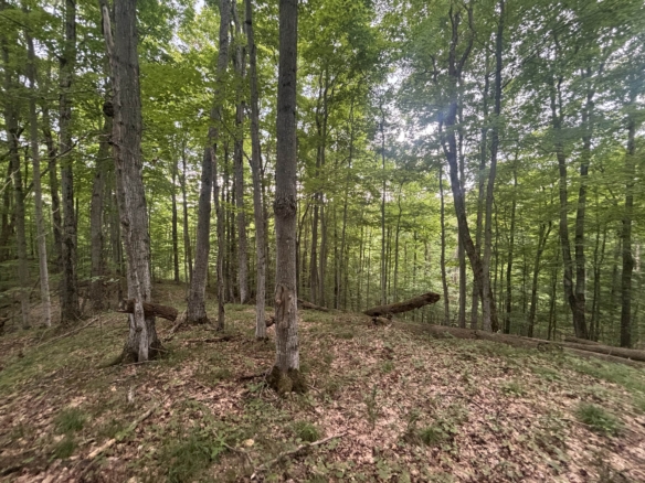 Antrim County – 40 Acres