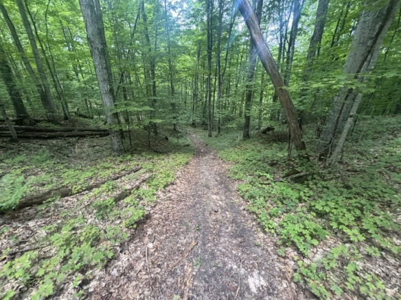 Antrim County – 40 Acres