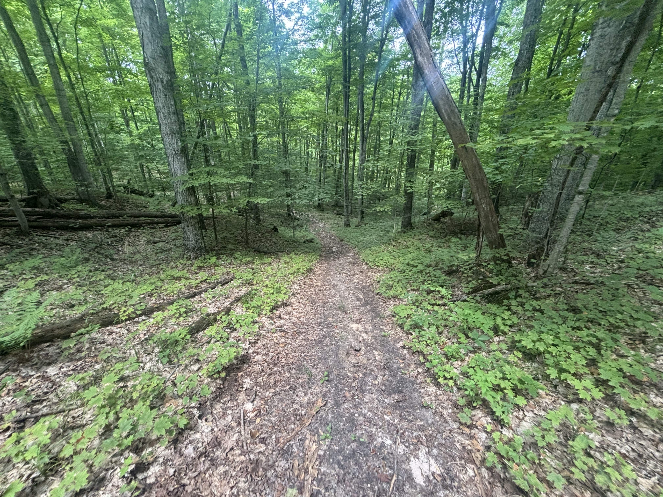 Antrim County – 40 Acres