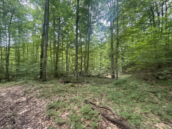 Antrim County – 40 Acres