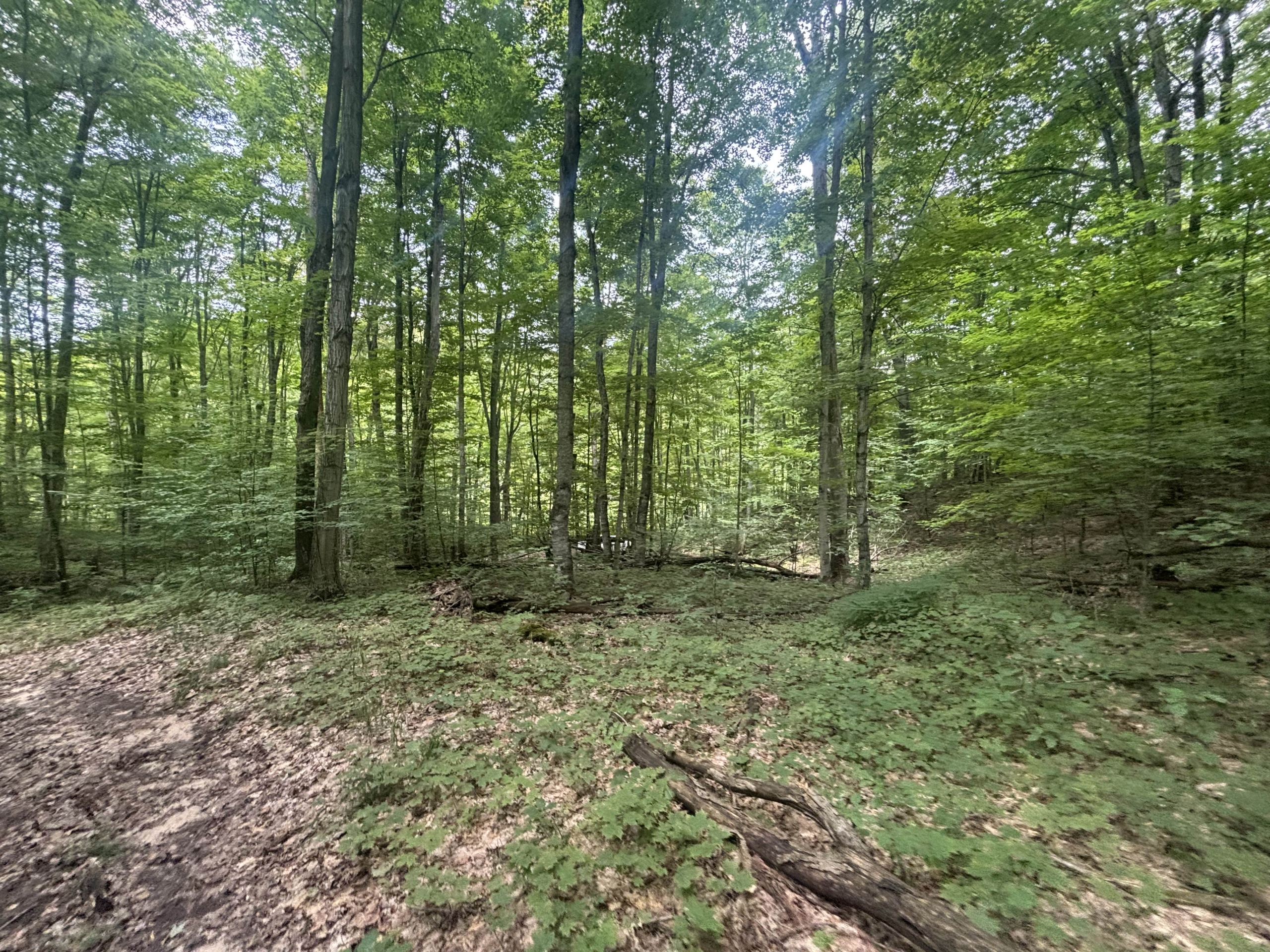 Antrim County – 40 Acres