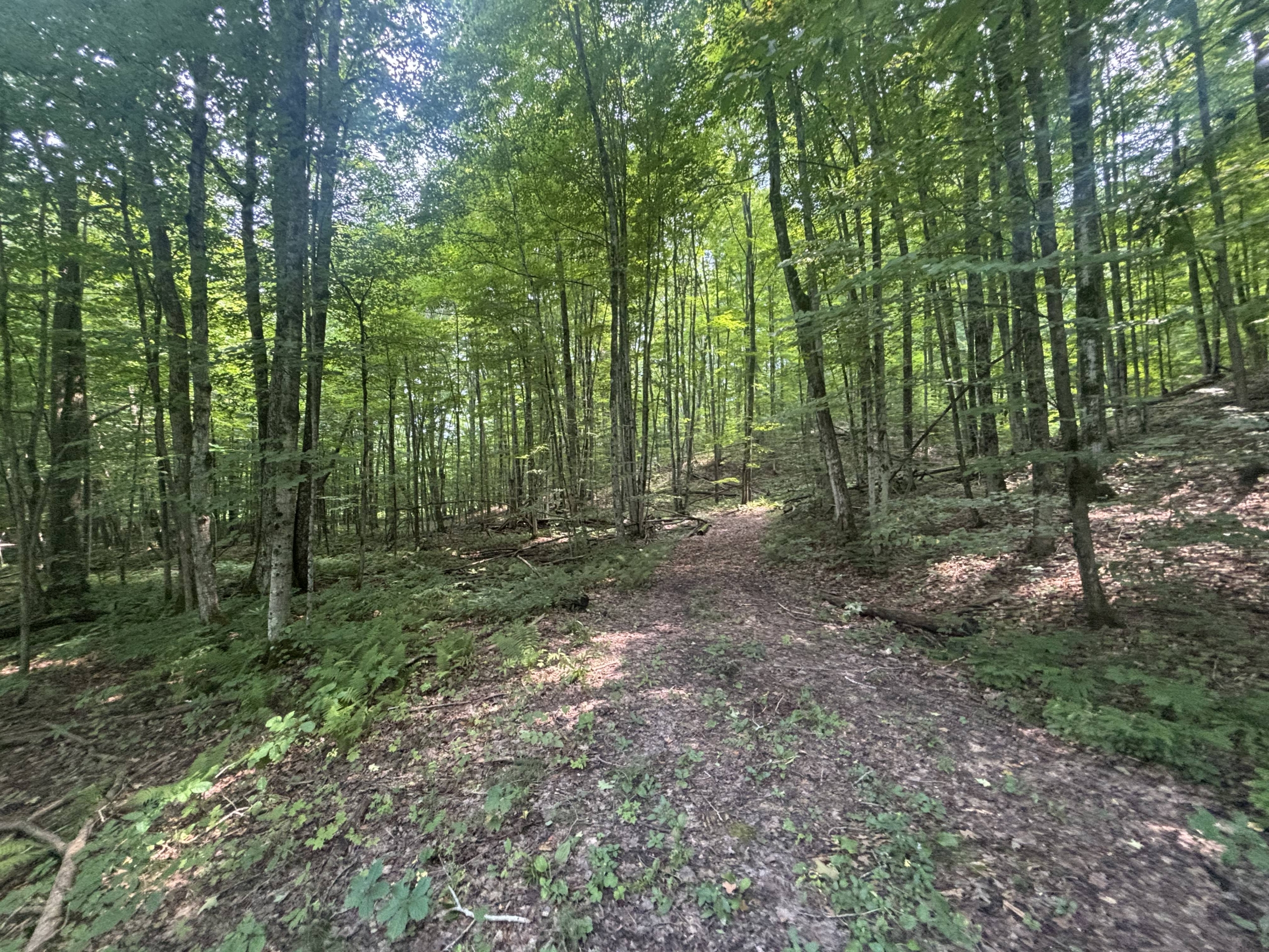 Antrim County – 40 Acres