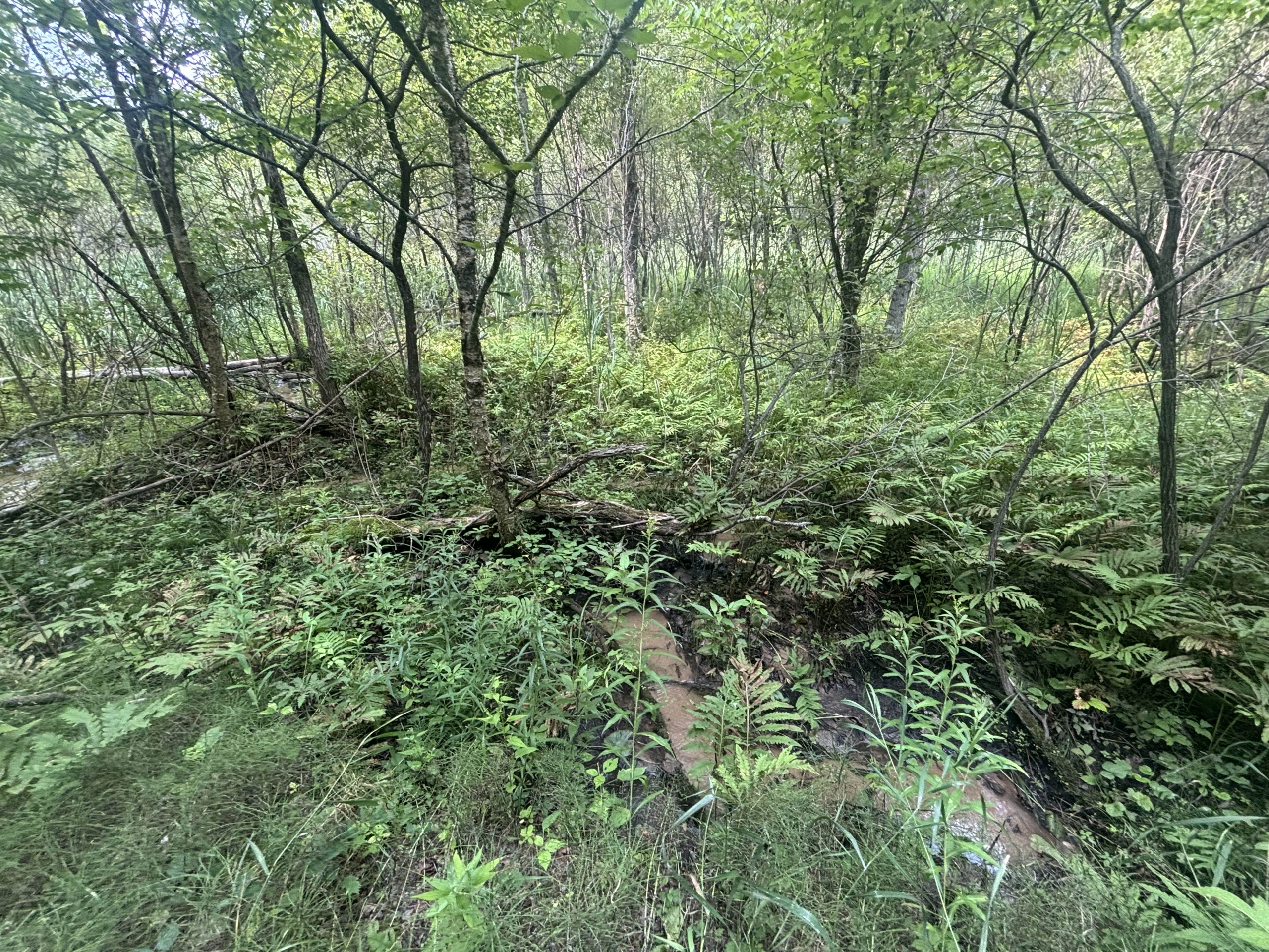 Antrim County – 40 Acres