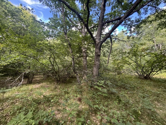 Lake County – 13.06 Acres