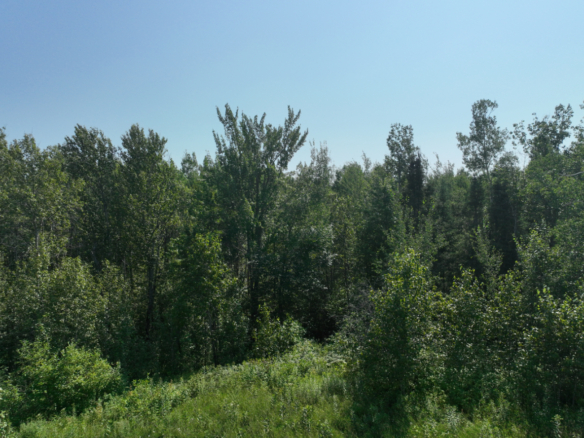 Chippewa County – 80 Acres
