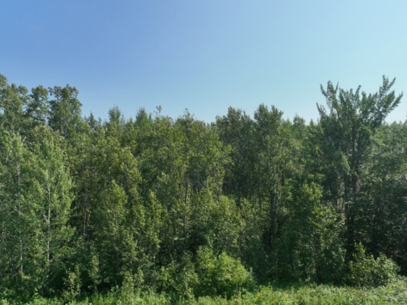 Chippewa County – 80 Acres