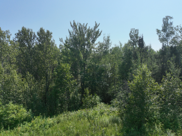 Chippewa County – 80 Acres