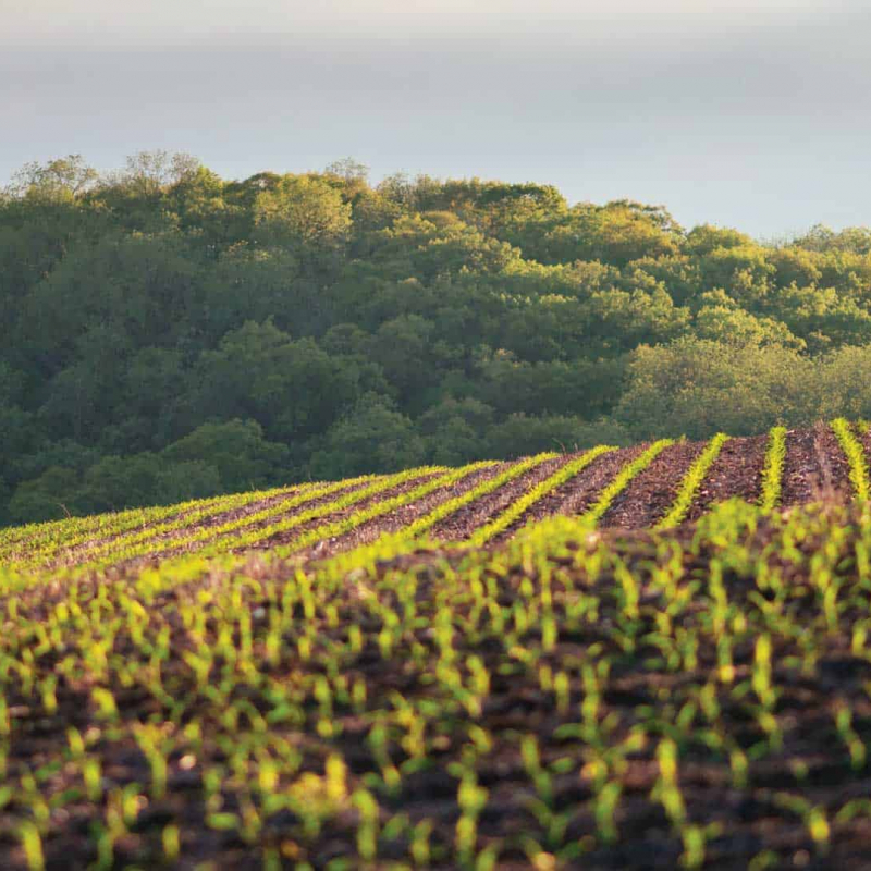bean-field-bg
